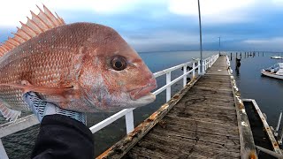 Land Based Pier and Jetty Fishing For Snapper [upl. by Girhiny718]