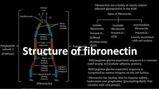 Structure of fibronectin [upl. by Ahtel]