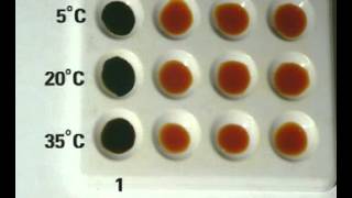 How Temperature affects enzyme activity [upl. by Thurlow195]