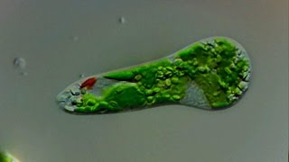 Euglena gracilis  Einzeller des Jahres 2010  protist of the year 2010 [upl. by Annol920]