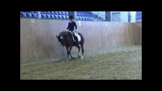 FS ChambertinBrillant German Riding Pony mare  2008 [upl. by Remmer608]