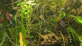 75 gallon planted shrimp and nano fish tank [upl. by Abercromby]