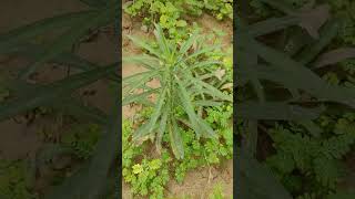 Horseweed erigern canadensisgardenplants gardeninggardennature [upl. by Yelsnia944]