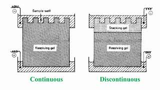 Continuous and Discontinuous of SDSPAGE Gel [upl. by Eniowtna527]