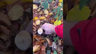 ŚWIEŻY I SMACZNY BOROWIK🍄🆘🙈boletus fungi mushroom [upl. by Jeri]