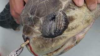 Sea Turtle with Straw up its Nostril  quotNOquot TO SINGLEUSE PLASTIC [upl. by Nnaylloh]