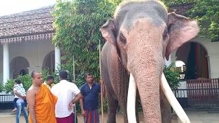 New Year with Kandula Tusker of Kelaniya Rajamaha Viharaya [upl. by Loralyn127]