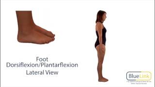 Foot Dorsiflexion Plantarflexion [upl. by Ameerahs122]