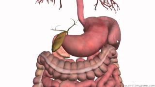 Introduction to the Digestive System Part 3  Intestines and Beyond  3D Anatomy Tutorial [upl. by Ignacia]