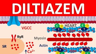 Diltiazem  Mechanism side effects precautions amp uses [upl. by Franciscka]