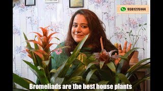 Kompal How to take care of bromeliads  Guzmania plant [upl. by Bee932]