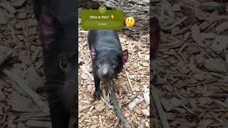 Tasmanian Devil wild animal Australia tasmania tasmaniandevil [upl. by Neltiak]