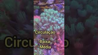 CURIOSIDADES SOBRE O CORAL GONIOPORA shorts [upl. by Ivek]