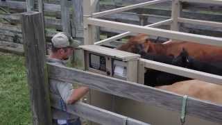 Rice Lake Livestock Scales Sales Video [upl. by Vaules585]