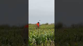 Awesome pheasant hunting at peaceable hill farm in Vermont adventure hunting [upl. by Gustafsson]