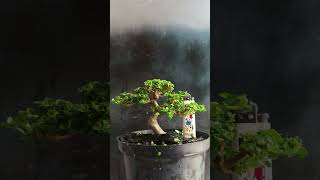 Sancang bonsai mame shito [upl. by Lemyt]