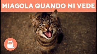 Gatto che miagola QUANDO TI VEDE  7 motivi [upl. by Nani]