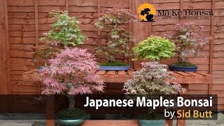 40 Japanese Maples Bonsai Trees form the Collection of Sid [upl. by Adlay355]