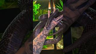 Lord Vader  Black pine snake pituophis melanoleucus lodingi [upl. by Narok212]