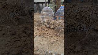 Feeding Together ❤️  shortfeed shorts birdslover partridges kalateetar [upl. by Aracaj]