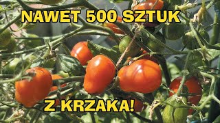 Nawet 500 sztuk  Pomidor Koktajlowy Czerwony Megagroniasty  Uprawa Na Balkonie W DonicySezon 2024 [upl. by Asnerek]