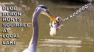 Great Blue Heron Eats Screaming Squirrel in One Bite Birding in San Diego Lakeside [upl. by Barrada988]