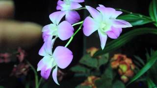 ALL ABOUT DENDROBIUM ORCHIDS  Phalaenopsis and Nobile [upl. by Briant]