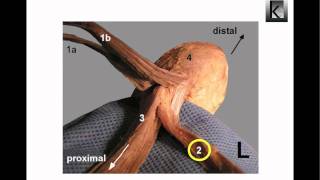 The achilles tendon Part 1 anatomy [upl. by Elraet]