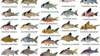 Corydoras ID Compilations part1 Awesome Cory Catfish For Aquarium Corydoras Collection Rare Cory [upl. by Terrene971]