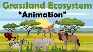 GRASSLAND ECOSYSTEM  Animation [upl. by Aicilev]