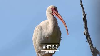 WHITE IBIS  Foraging [upl. by Corrie470]