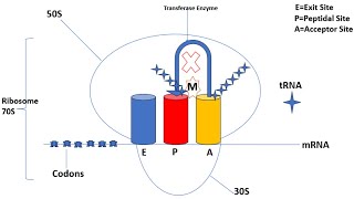 Mechanism of Action  Macrolides  Azithromycin  Clarithromycin  Erythromycin  Animation [upl. by Thenna]