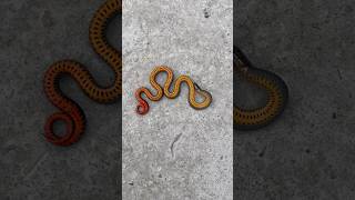 RING NECK SNAKE PLAYING DEAD ringneck snakes babysnake cute tinysnake ringnecksnake [upl. by Sufur736]