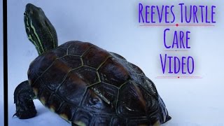 Reeves Turtle Care Video [upl. by Bassett]