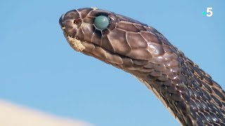 Fascinant  un serpent mue en direct  ZAPPING SAUVAGE [upl. by Lauder]