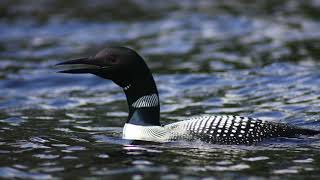 Relaxing Loon Call At Night Common Loon Call [upl. by Elana819]