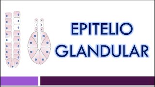 TEJIDO EPITELIAL Epitelio Glandular [upl. by Eynttirb895]