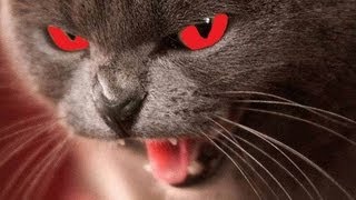 Evil Cats Compilation [upl. by Buskirk210]