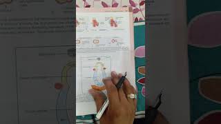 Development of larynx [upl. by Jehoash]