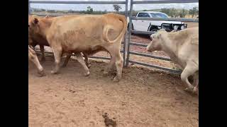 9x9 Charolais X Charbray Cows amp Calves on AuctionsPlus Sale No730 [upl. by Gayel]