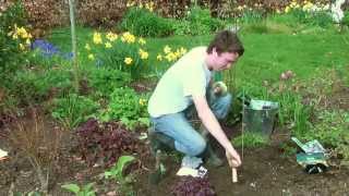 How to Grow Gladioli [upl. by Sachsse]