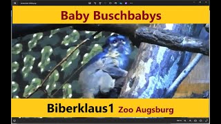 Baby Buschbaby GalagosPrimaten [upl. by Kotz572]