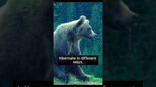 Why do animals hibernate Let’s find out Hibernation WildlifeFacts AnimalScience [upl. by Heidt]