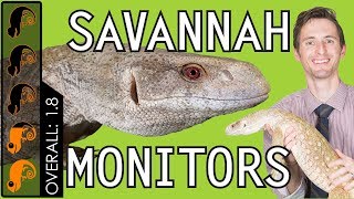 Savannah Monitor The Best Pet Lizard [upl. by Karoly]