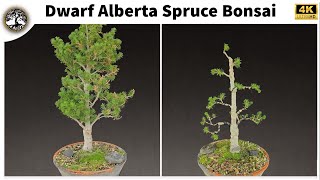 Dwarf Alberta Spruce Bonsai [upl. by Chun]