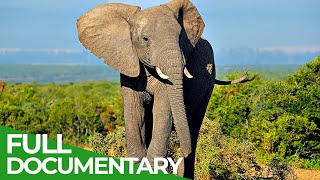 Wildlife  Episode 5 Elephants of Africa amp Asia  Free Documentary Nature [upl. by Aivad]