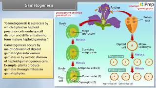 Sporogenesis Gametogenesis Pollination  Morphology of Flowering Plants  Biology  Class 11th [upl. by Mayman]