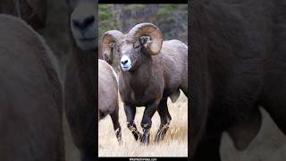 Largest Bighorn Ram Boss Courts Ewe During the Rut [upl. by Procto314]