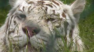 West Midlands Safari Park Tour June 2014  GoPro [upl. by Eiznik]