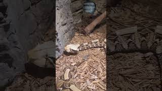 Deadly Gaboon Viper Does one Live in Georgia shorts snake venomoussnakes [upl. by Haidabez]